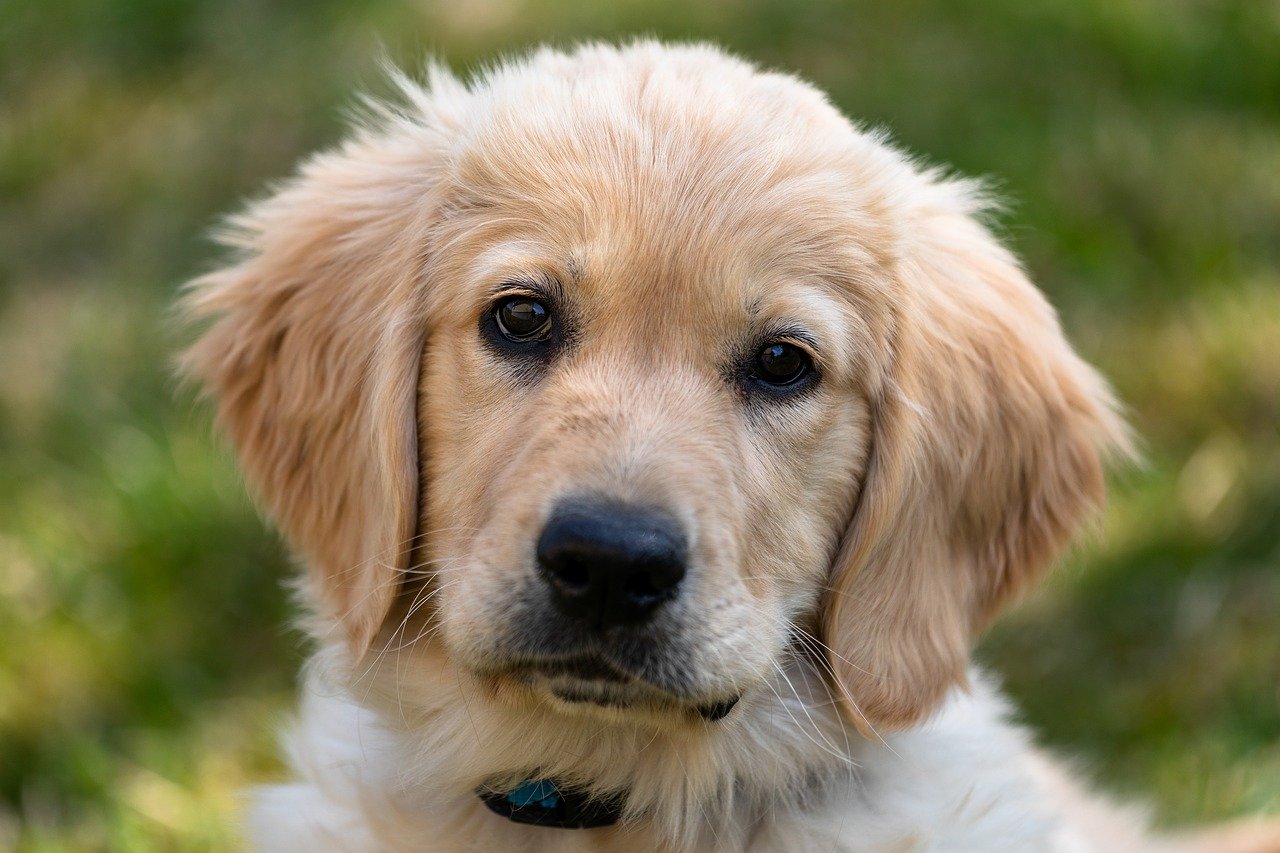 Pudel – inteligentny i elegancki pies o różnych rozmiarach i kształtach sierści