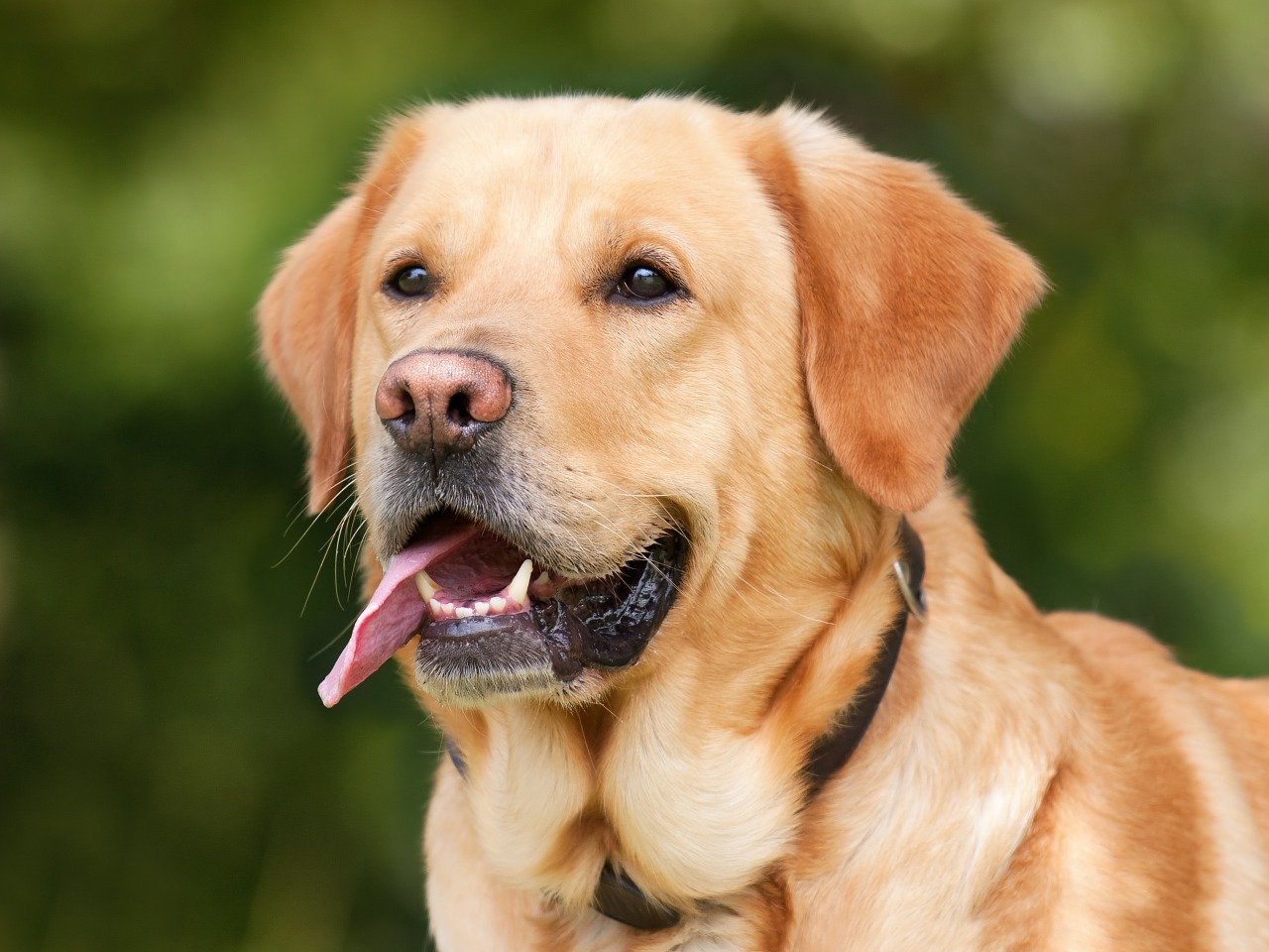 Collie – piękny i inteligentny pies pasterski o długiej sierści