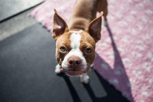 Pug – sympatyczny i zabawny pies, idealny dla rodzin
