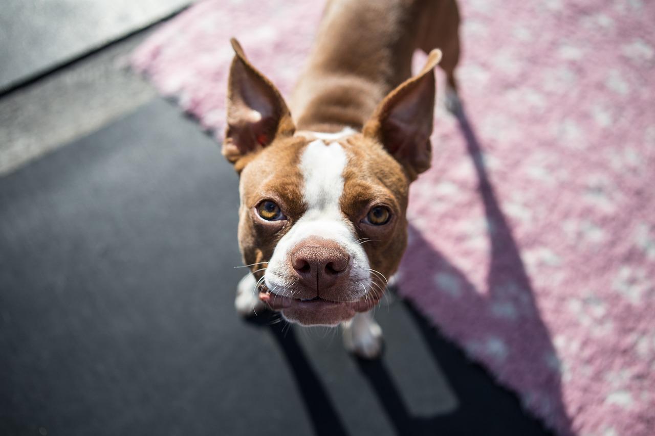 Adopcja psa ze schroniska: co powinieneś wiedzieć