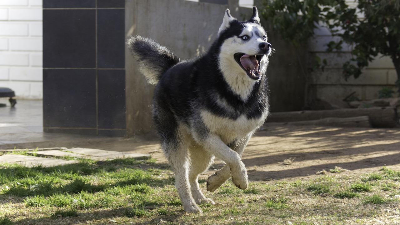 Jak nauczyć psa chodzenia na smyczy bez szarpania: skuteczne metody tresury