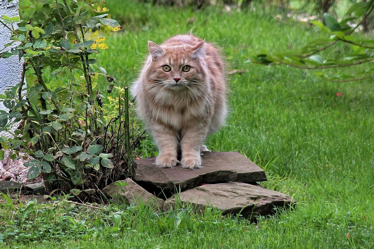 Kot syberyjski leśny – charakterystyka