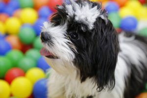 Najmniejsze rasy psów: małe psiaki idealne do mieszkań