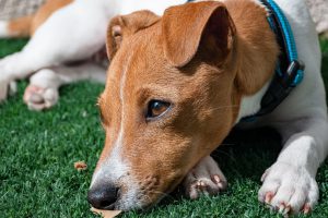 Yorkshire Terrier – mały, ale odważny pies o długiej sierści