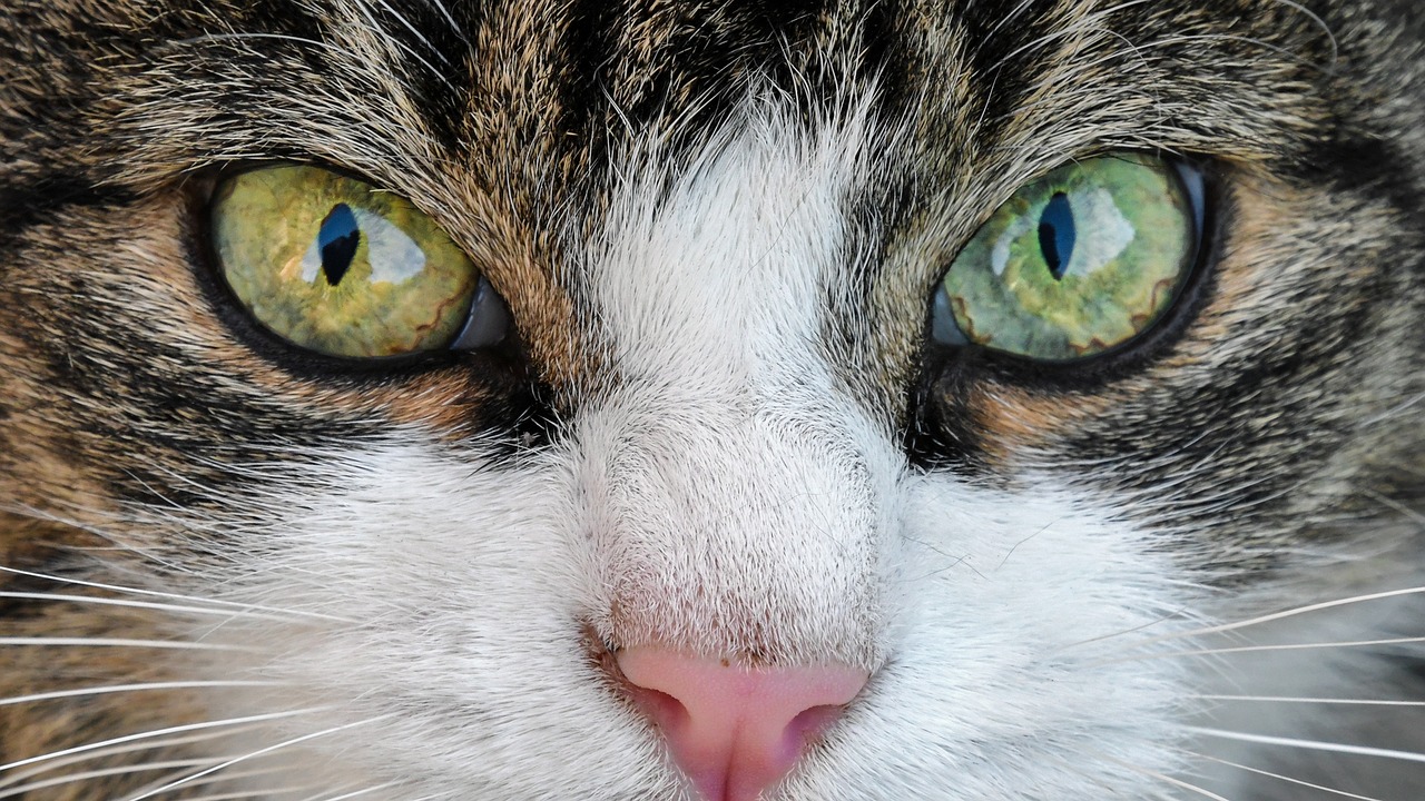 Jakie są objawy toksoplazmozy u kota?