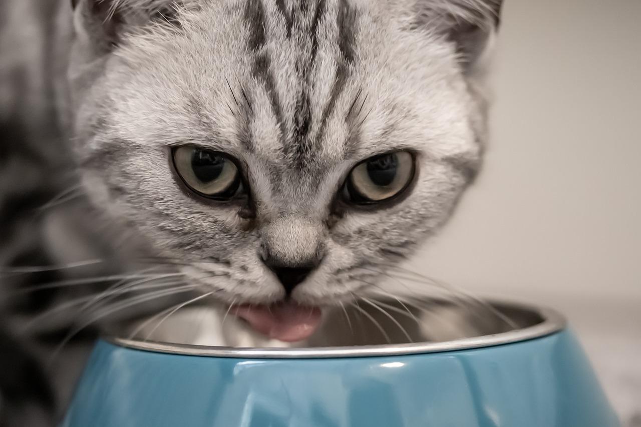 Co jedzą koty domowe?
