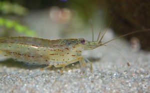 Krewetki rodzaje akwariowe