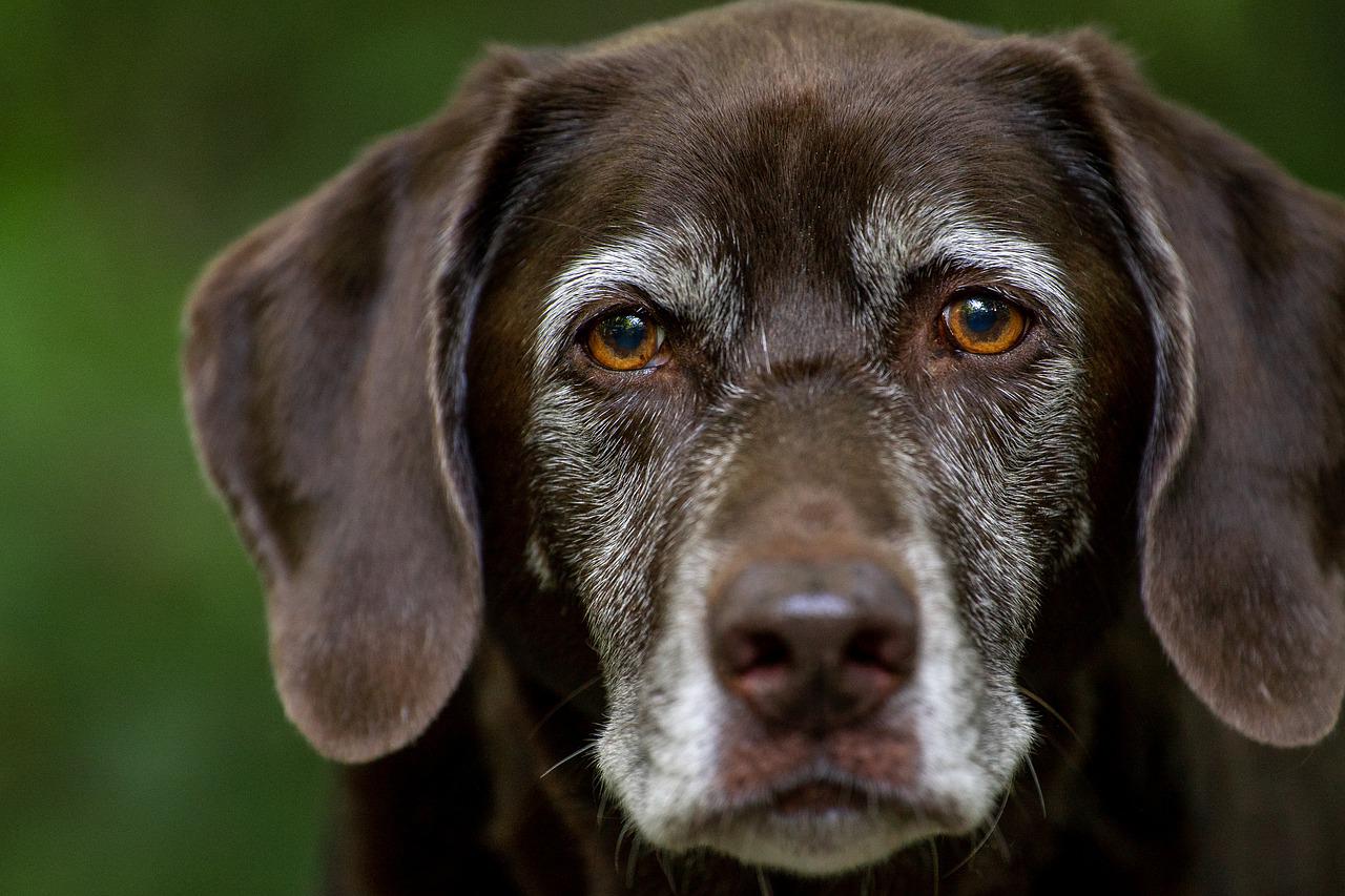 Porady dotyczące zapobiegania i leczenia kataru u psa: jak złagodzić objawy