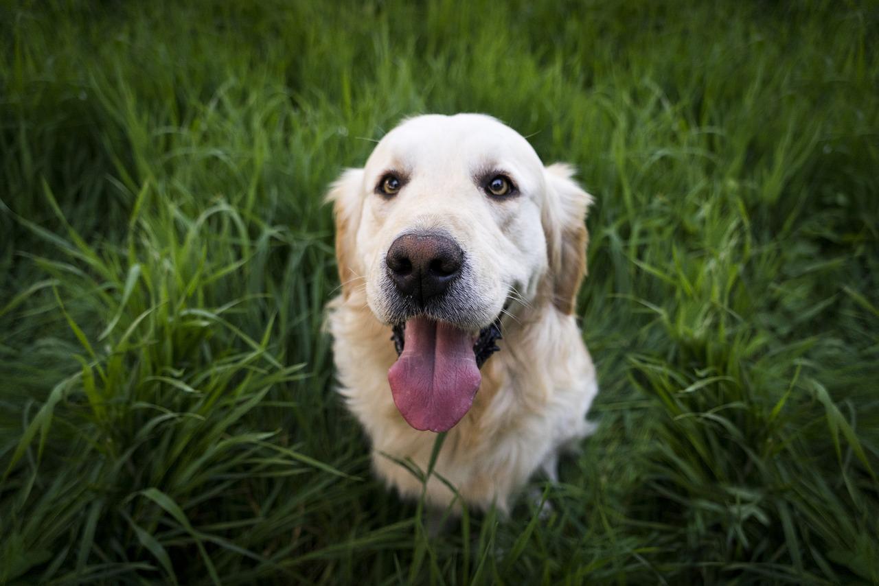 Jak zapobiegać chorobom u psów: profilaktyka i zdrowa dieta