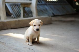 Rottweiler – mocny i pewny siebie pies stróżujący i obronny