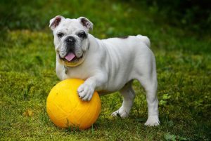 Akita Inu – odważny i lojalny pies obronny