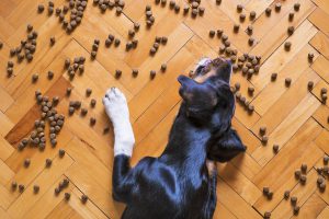 Buldog angielski – spokojny i oddany pies rodziny