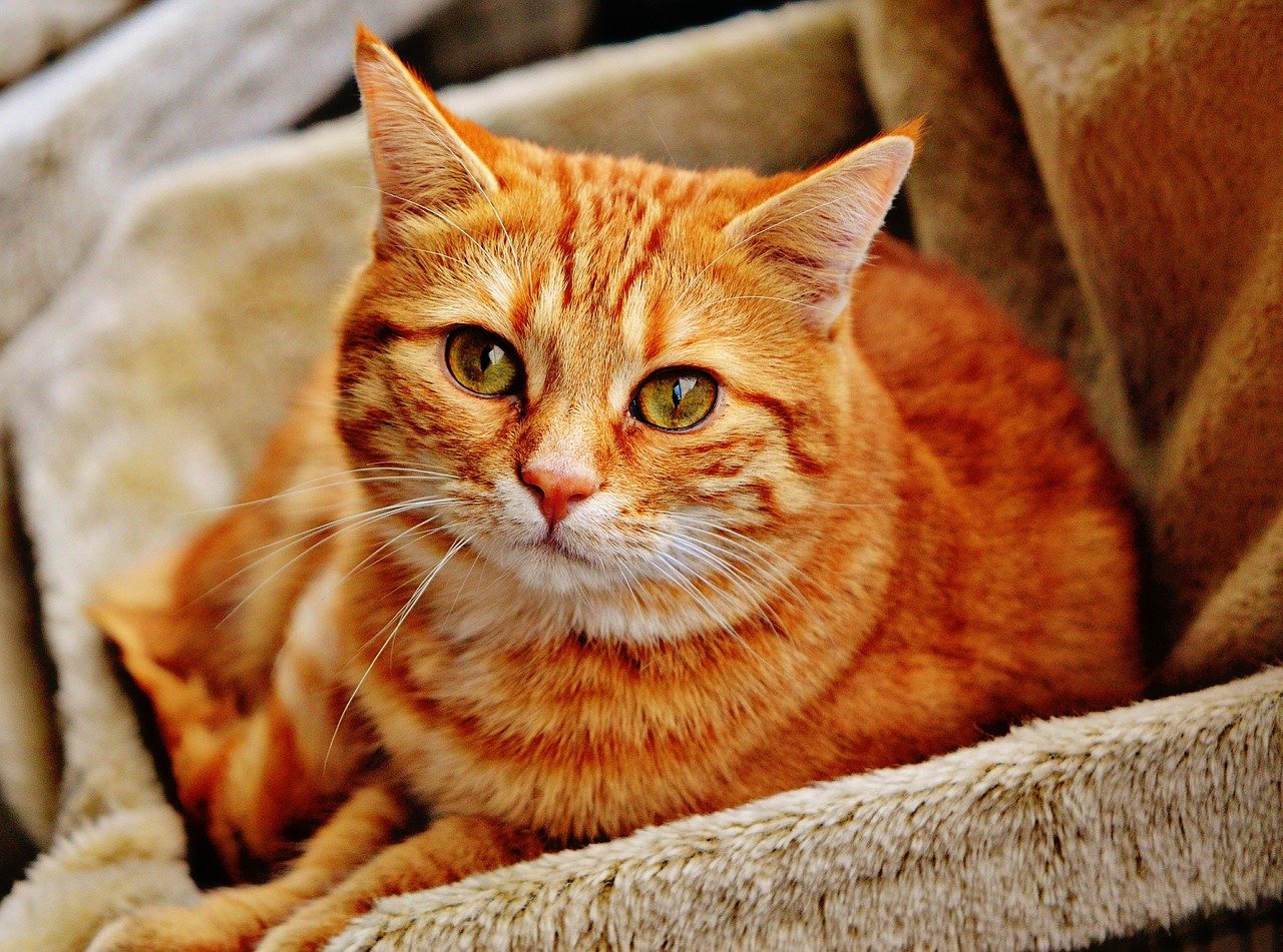 Mały rudy kot – czym się cechuje?