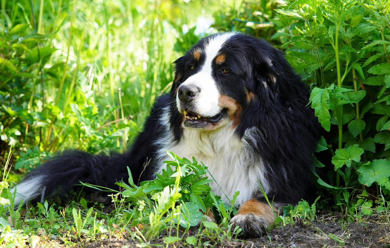 Basset Hound – spokojny i wesoły pies, doskonały jako towarzysz rodziny