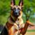 Owczarek belgijski malinois: charakter i wymagania dotyczące aktywności, ruchu i szkolenia