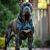 Cane corso: charakter, wymagania opieki i szkolenie dużego psa stróżującego
