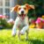 Beagle: charakter, wymagania i zdrowie – czego możesz się spodziewać przed adopcją