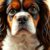 Cavalier King Charles Spaniel: charakter, zdrowie i wymagania dla opiekuna