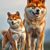 Shiba inu czy akita inu: porównanie rozmiaru, charakteru, potrzeb ruchu i pielęgnacji