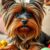 Yorkshire terrier: charakter, pielęgnacja i wymagania w codziennym życiu