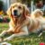 Golden retriever – charakter, wymagania i kluczowe kwestie zdrowotne