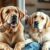 Labrador czy golden retriever – porównanie charakteru, aktywności, pielęgnacji i zdrowia w domu rodzinnym