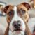 American Staffordshire Terrier: charakter, wymagania opieki i kluczowe kwestie zdrowotne