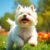 West highland white terrier: charakter, wymagania i zdrowie — co trzeba wiedzieć przed opieką
