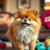 Pomeranian (szpic miniaturowy) – charakter i wymagania: szczekanie, socjalizacja, pielęgnacja i zdrowie