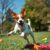 Jack Russell Terrier: charakter, potrzeba ruchu i wymagania opiekuna energicznego psa