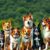 Polskie rasy psów – charakter, przeznaczenie i wymagania rodzimych ras