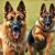 Owczarek niemiecki czy malinois: temperament, wymagania do treningu i warunki dla opiekuna