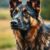 Owczarek belgijski: charakter, odmiany (groenendael, tervueren, malinois, laekenois) i wymagania