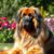 Leonberger: charakter, zdrowie i wymagania opiekuńcze dla właściciela olbrzyma